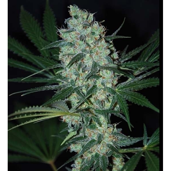 Green Love Potion (Samsara Seeds) Feminiserade