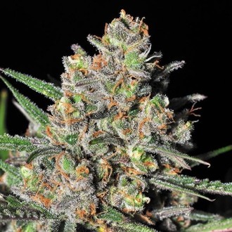 Green Love Potion (Samsara Seeds) Feminiserade