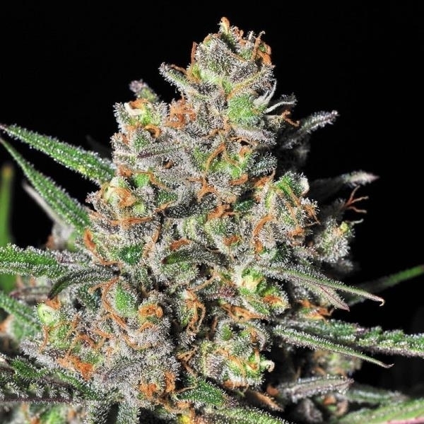 Green Love Potion (Samsara Seeds) Feminiserade