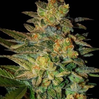 Spiritual Punk (Samsara Seeds) feminiserade