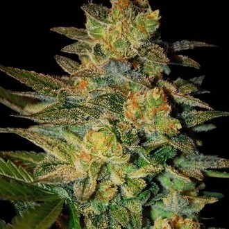Spiritual Punk (Samsara Seeds) Feminiserade