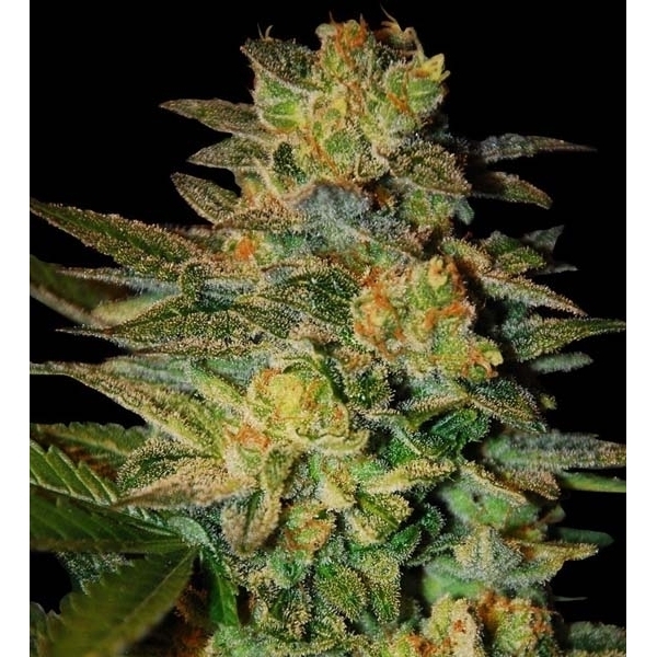 Spiritual Punk (Samsara Seeds) Feminiserade