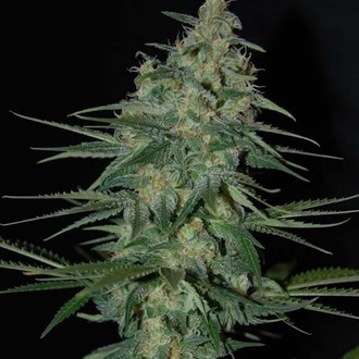 Sweet Black Angel (Samsara Seeds) Feminiserade