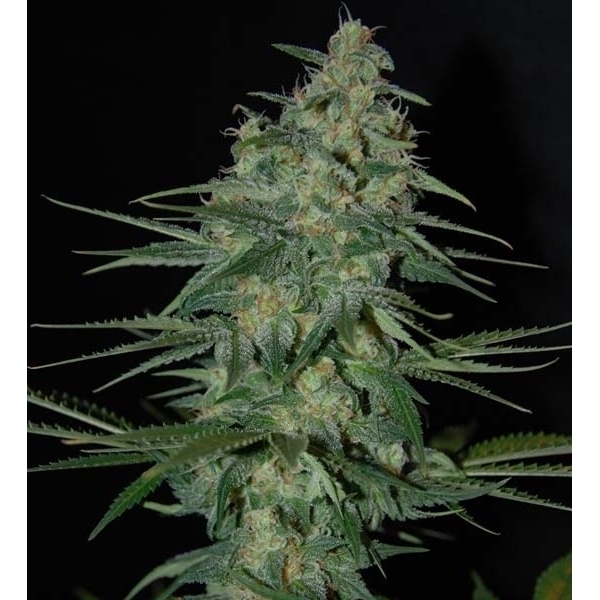 Sweet Black Angel (Samsara Seeds) Feminiserade