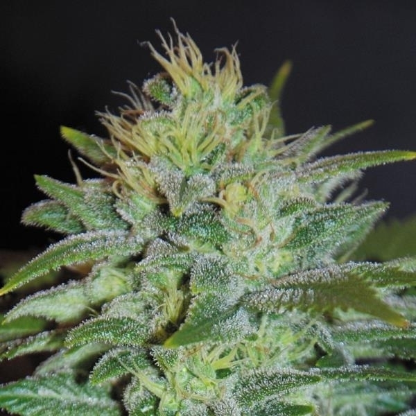 Sweet Black Angel (Samsara Seeds) Feminiserade