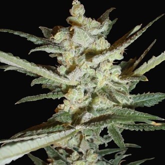 Supersonic Cristal Storm Autoflower (Samsara Seeds) Feminiserade