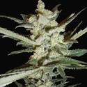 Supersonic Cristal Storm Autoflower (Samsara Seeds) Feminiserade