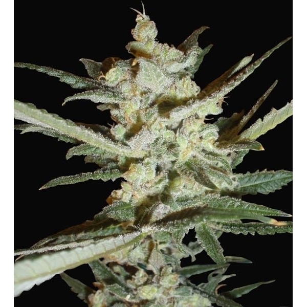 Supersonic Cristal Storm Autoflower (Samsara Seeds) Feminiserade