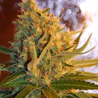 Shot Adrenaline Automatic (Samsara Seeds) feminiserade