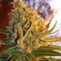 Shot Adrenaline Autoflower (Samsara Seeds) Feminiserade