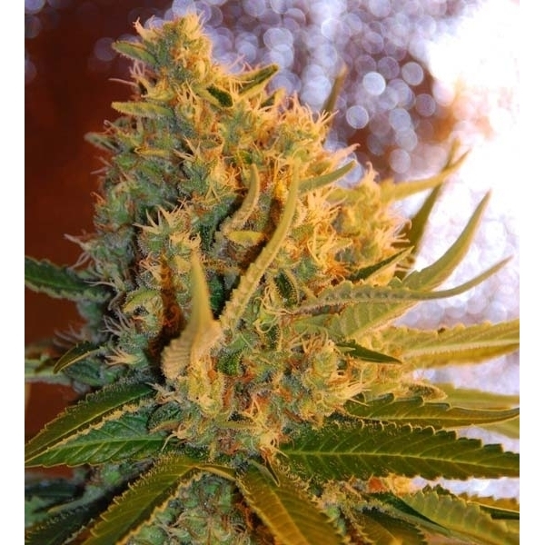 Shot Adrenaline Autoflower (Samsara Seeds) Feminiserade