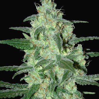 Thunder Bloody Mary Automatic (Samsara Seeds) feminiserade