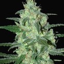 Thunder Bloody Mary Autoflower (Samsara Seeds) Feminiserade