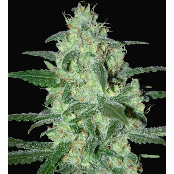 Thunder Bloody Mary Autoflower (Samsara Seeds) Feminiserade