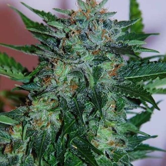 Flash Babylon Auto (Samsara Seeds) Feminiserade