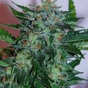Flash Babylon Auto (Samsara Seeds) Feminiserade