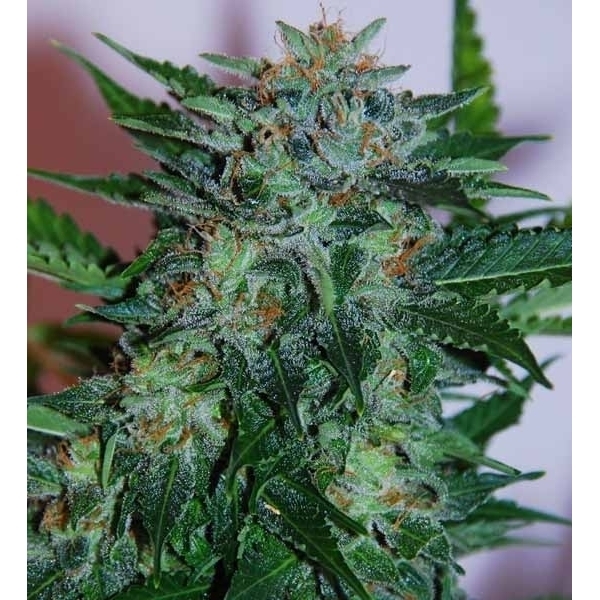 Flash Babylon Auto (Samsara Seeds) Feminiserade