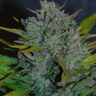 Ultraviolet Autoflower (Samsara Seeds) Feminiserade