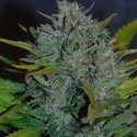 Ultraviolet Autoflower (Samsara Seeds) Feminiserade