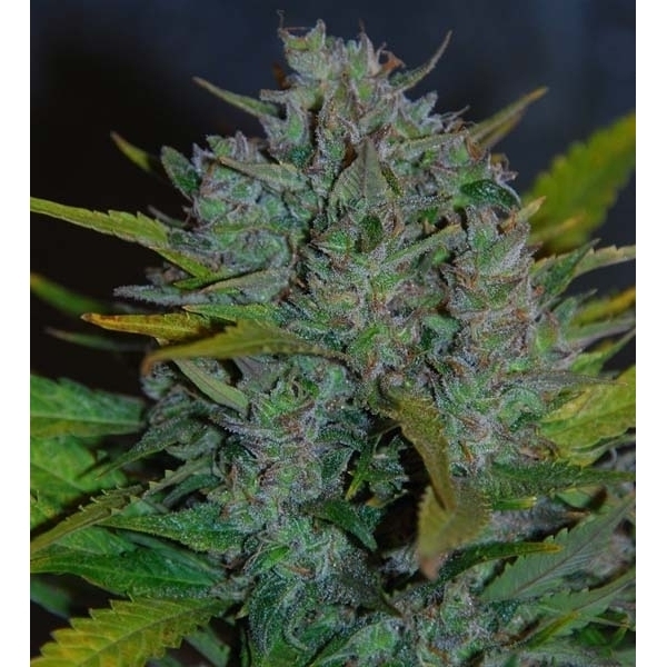 Ultraviolet Autoflower (Samsara Seeds) Feminiserade