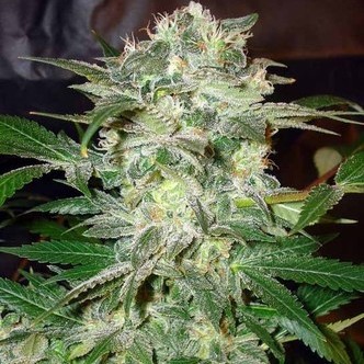 Mazar Kush (World Of Seeds) feminiserade cannabisfr&ouml;n