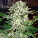 Mazar Kush (World Of Seeds) Feminiserade