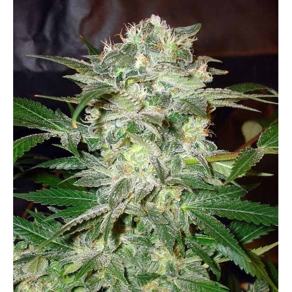 Mazar Kush (World Of Seeds) Feminiserade