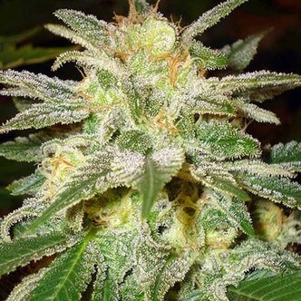 New York 47 (World Of Seeds) feminiserade