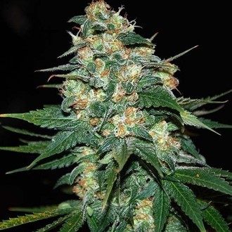Skunk 47 (World Of Seeds) Feminiserade