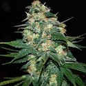 Skunk 47 (World Of Seeds) Feminiserade