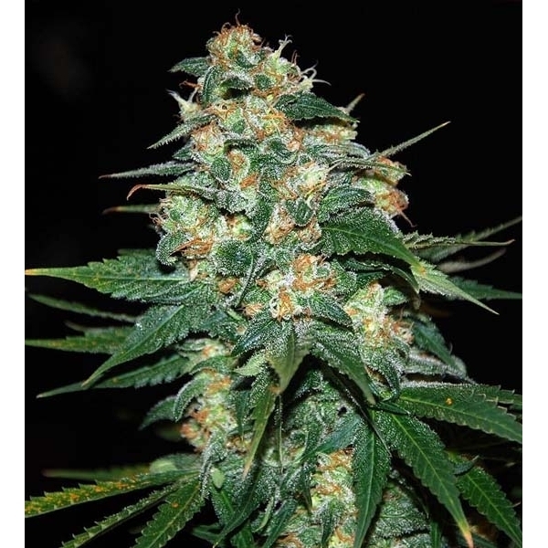 Skunk 47 (World Of Seeds) Feminiserade