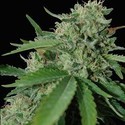Yumbolt 47 (World Of Seeds) Feminiserade
