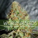 Afghan Kush Special (World Of Seeds) Feminiserade