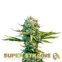 Next of kin (Super Strains) Feminiserade