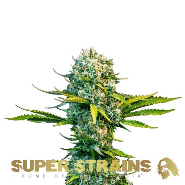 Next of kin (Super Strains) Feminiserade