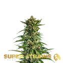 7:e vågen (Super Strains) Feminiserade