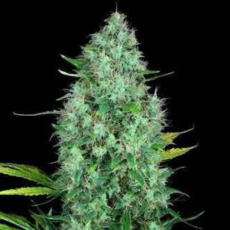 Serious 6 (Serious Seeds) feminiserade cannabisfr&ouml;n