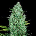Serious 6 (Serious Seeds) Feminiserade