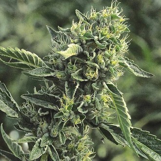 OG Kush (Humboldt Seed Organization) Feminiserade