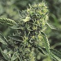OG Kush (Humboldt Seed Organization) Feminiserade