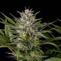 Pineapple Skunk (Humboldt Seed Organization) Feminiserade