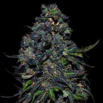 Taison Auto (VIP Seeds) feminiserade