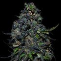 Taison Auto (VIP Seeds) Feminiserade