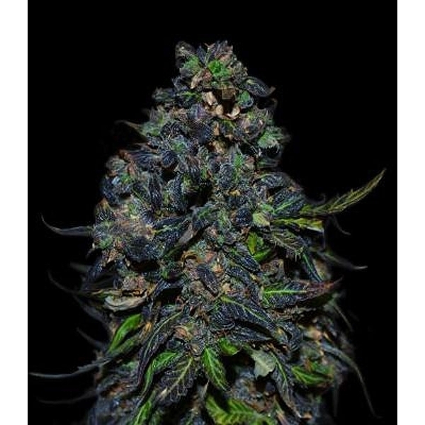 Taison Auto (VIP Seeds) Feminiserade