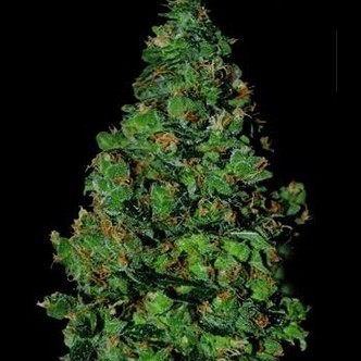 Membrana Hiper Auto (VIP Seeds) feminiserade