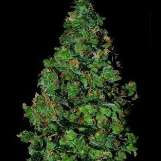 Membrana Hiper Auto (VIP Seeds) Feminiserade