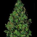 Membrana Hiper Auto (VIP Seeds) Feminiserade