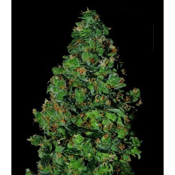 Membrana Hiper Auto (VIP Seeds) Feminiserade
