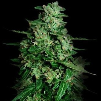 Northern Delights Auto (VIP Seeds) Feminiserade