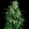Northern Delights Auto (VIP Seeds) Feminiserade